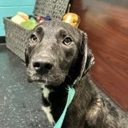 Enlarge Sage, a Adoptable mixed breed in Shinnston, WV image 2/2