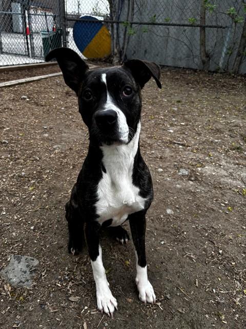 Enlarge TURTLE, a Adoptable American Bulldog in Toronto, ON image 1/1