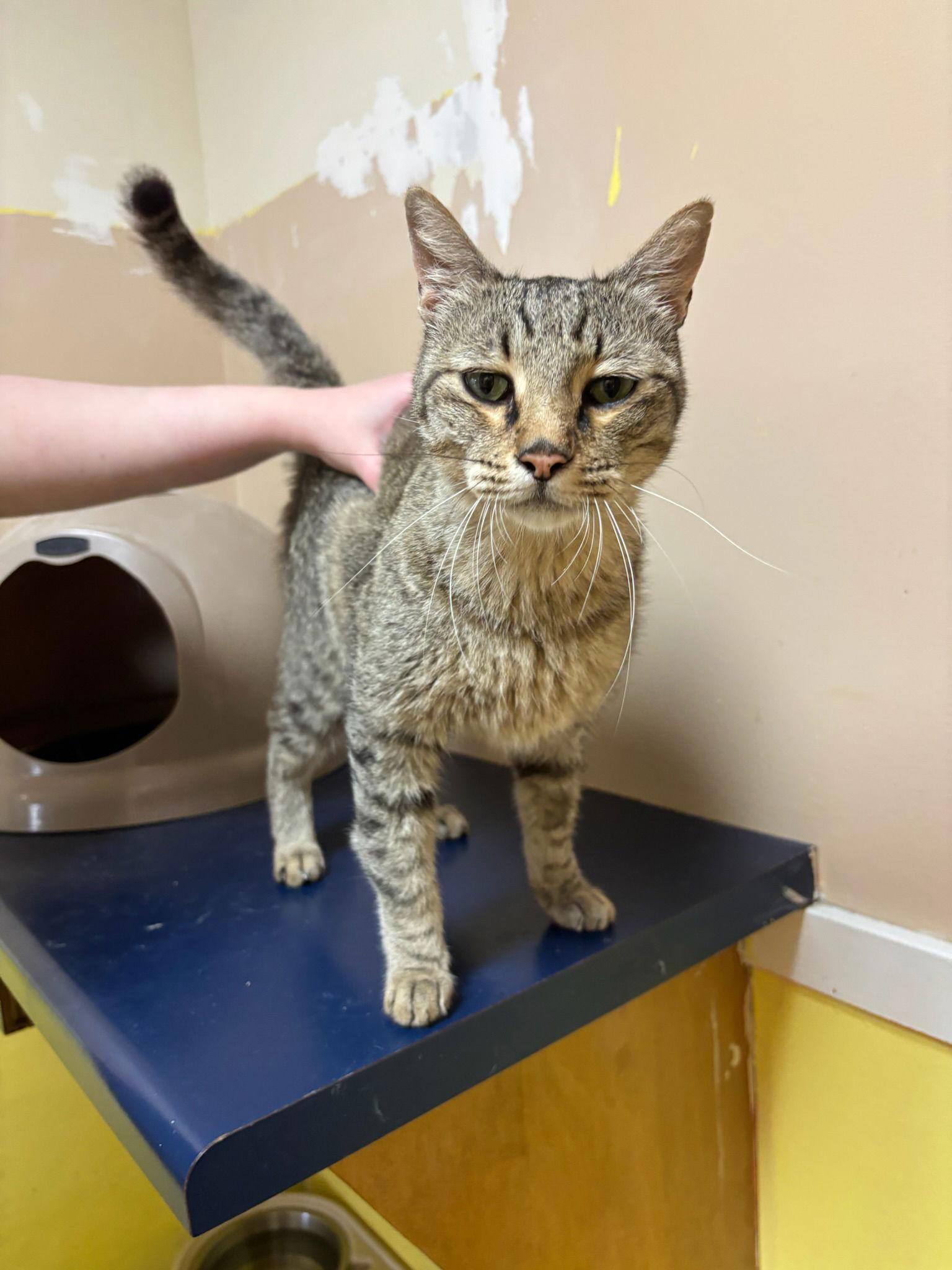 Geppetto, a Adoptable Domestic Short Hair in Hopewell, VA image 3/3