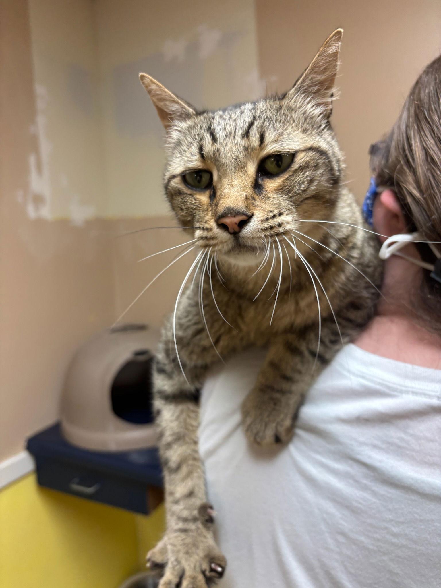 Geppetto, a Adoptable Domestic Short Hair in Hopewell, VA image 2/3