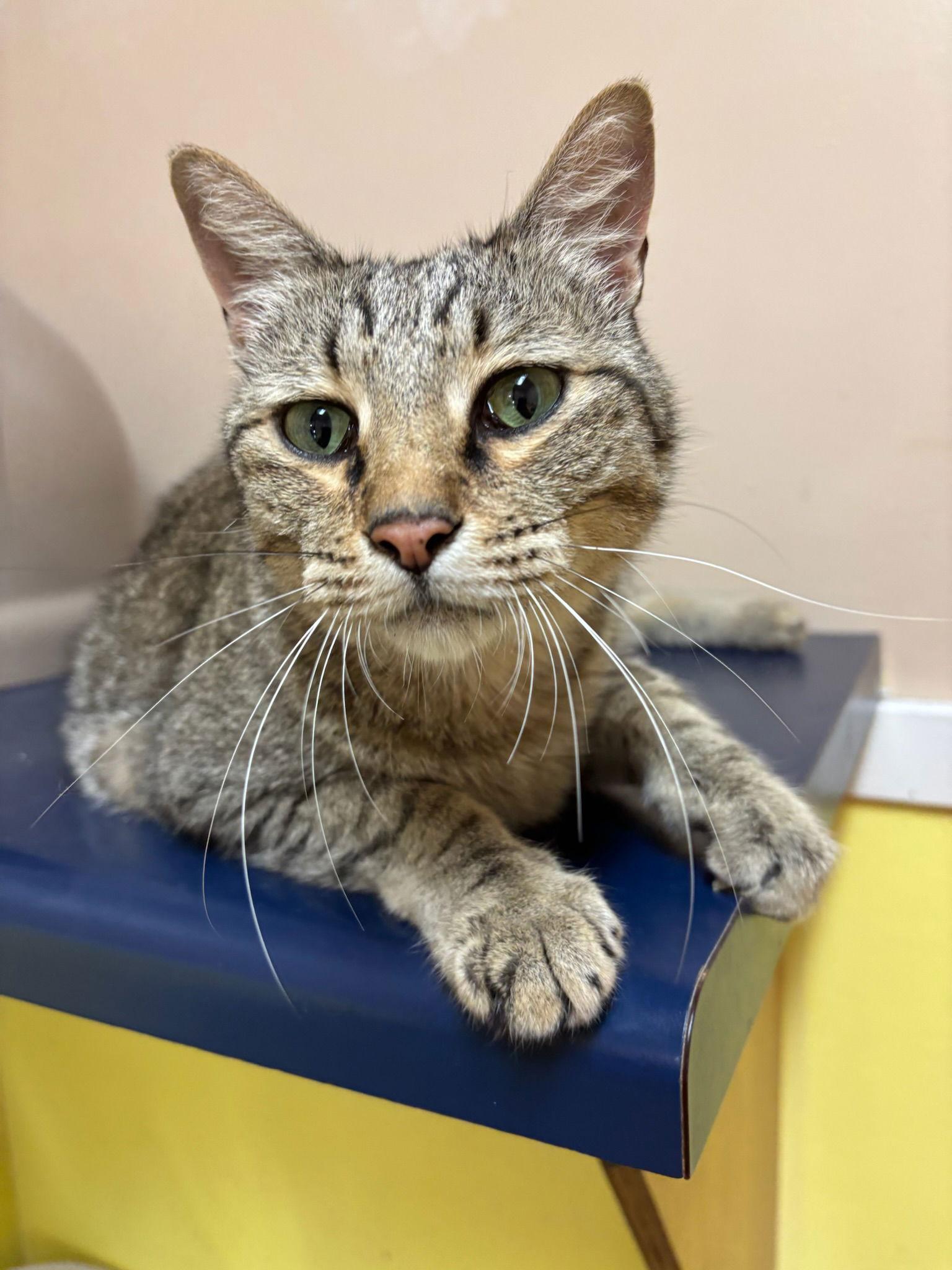 Geppetto, a Adoptable Domestic Short Hair in Hopewell, VA image 1/3