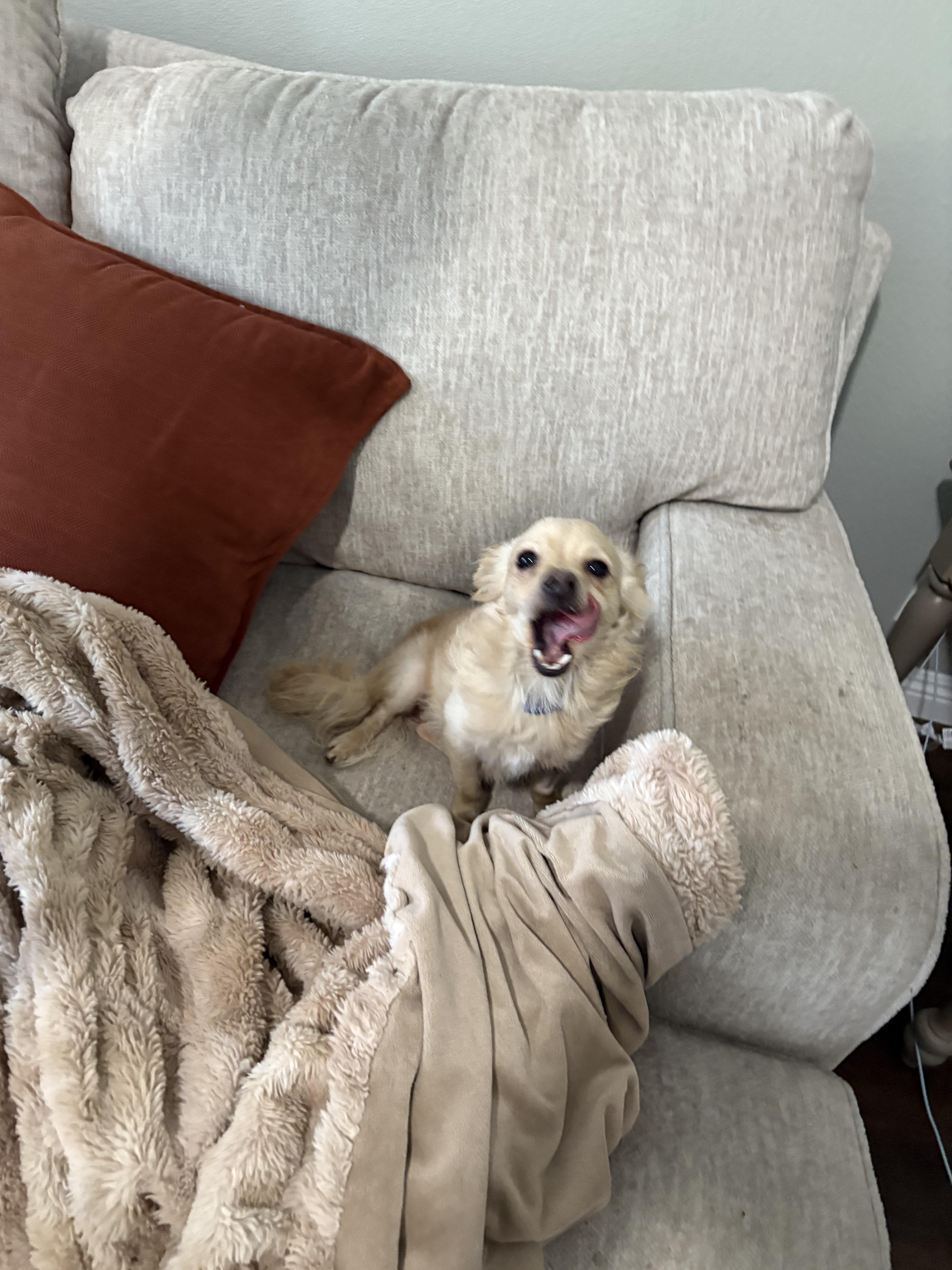 Leo is available for adoption