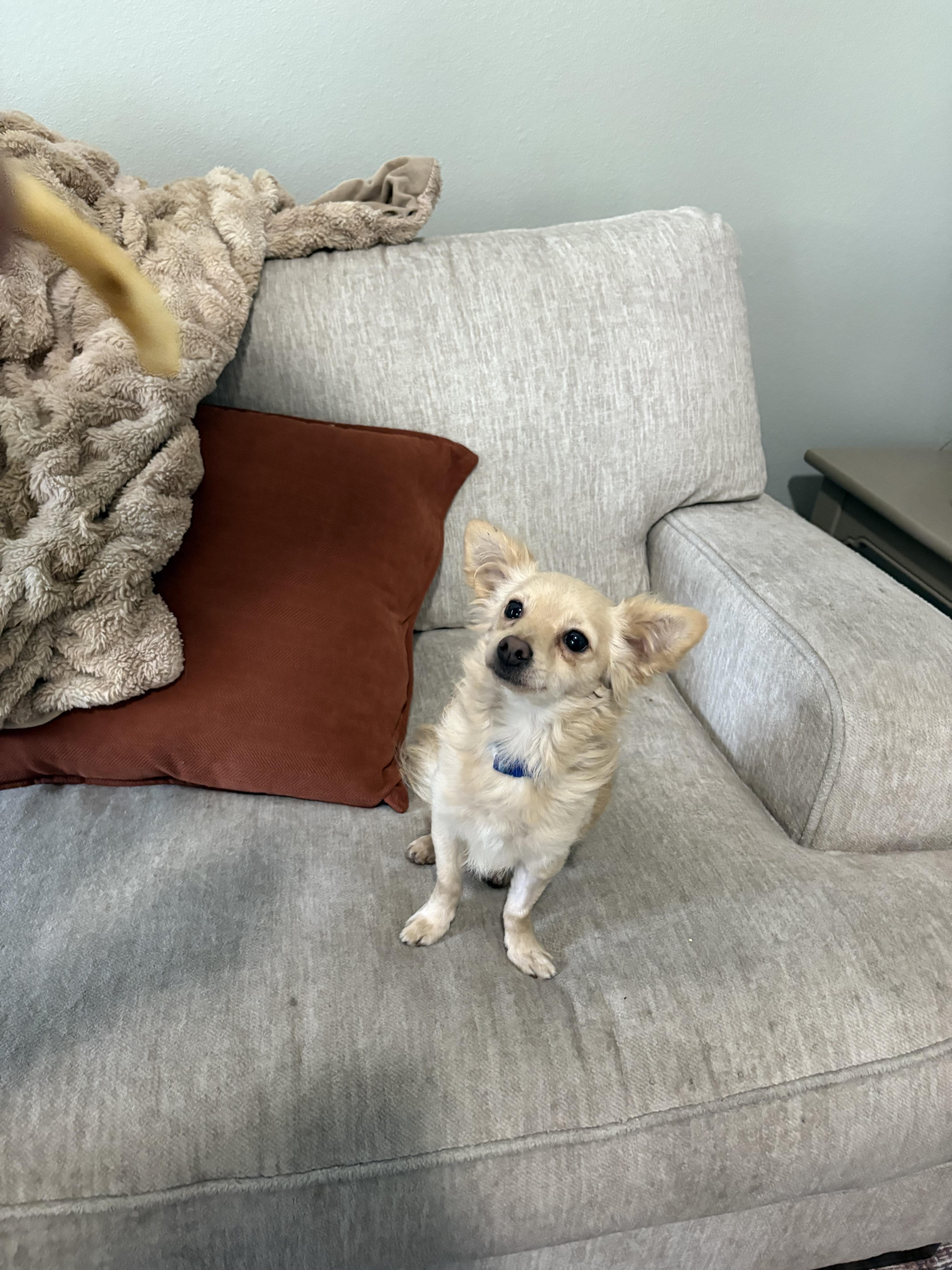 Leo is available for adoption