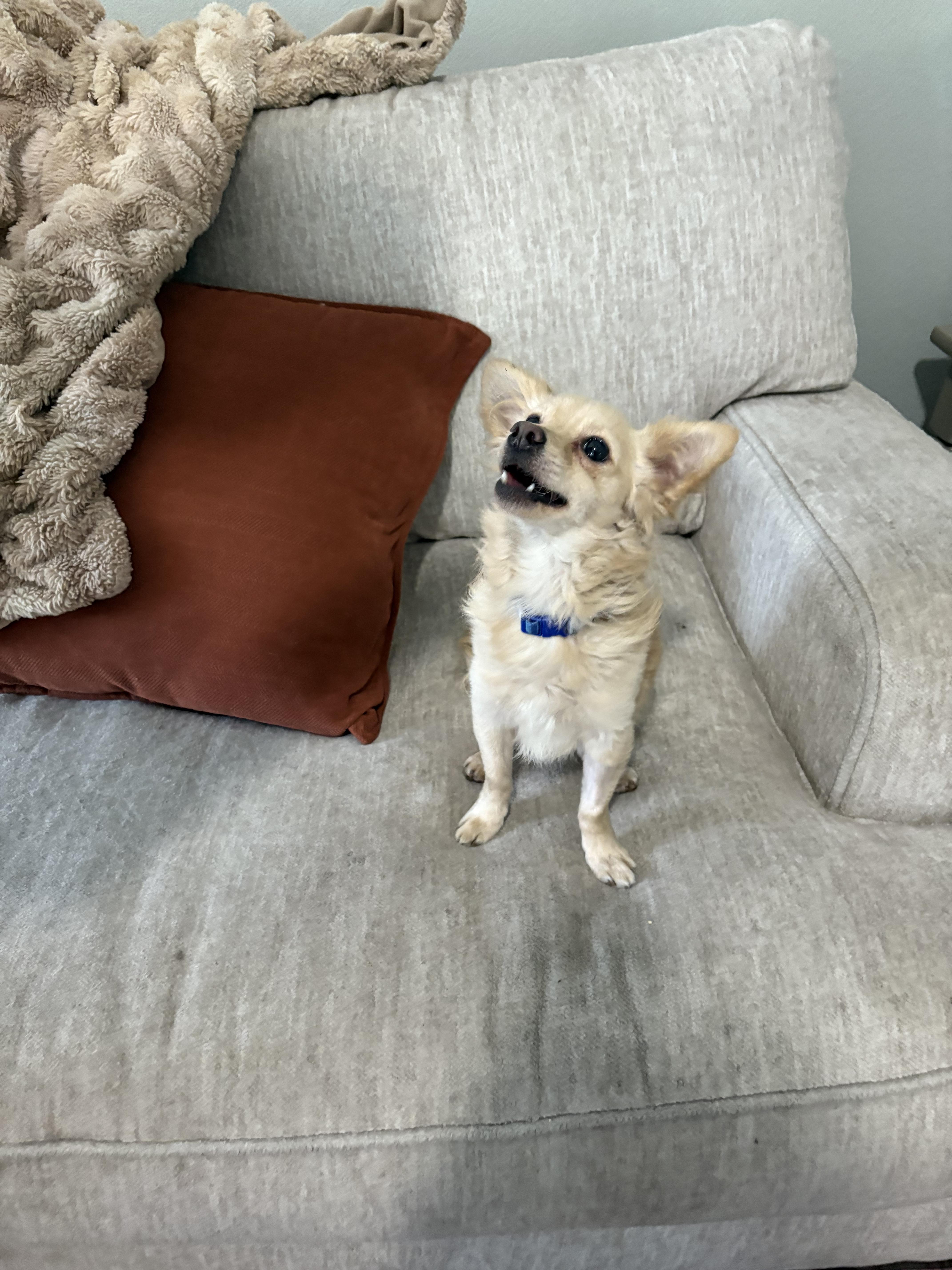 Leo is available for adoption