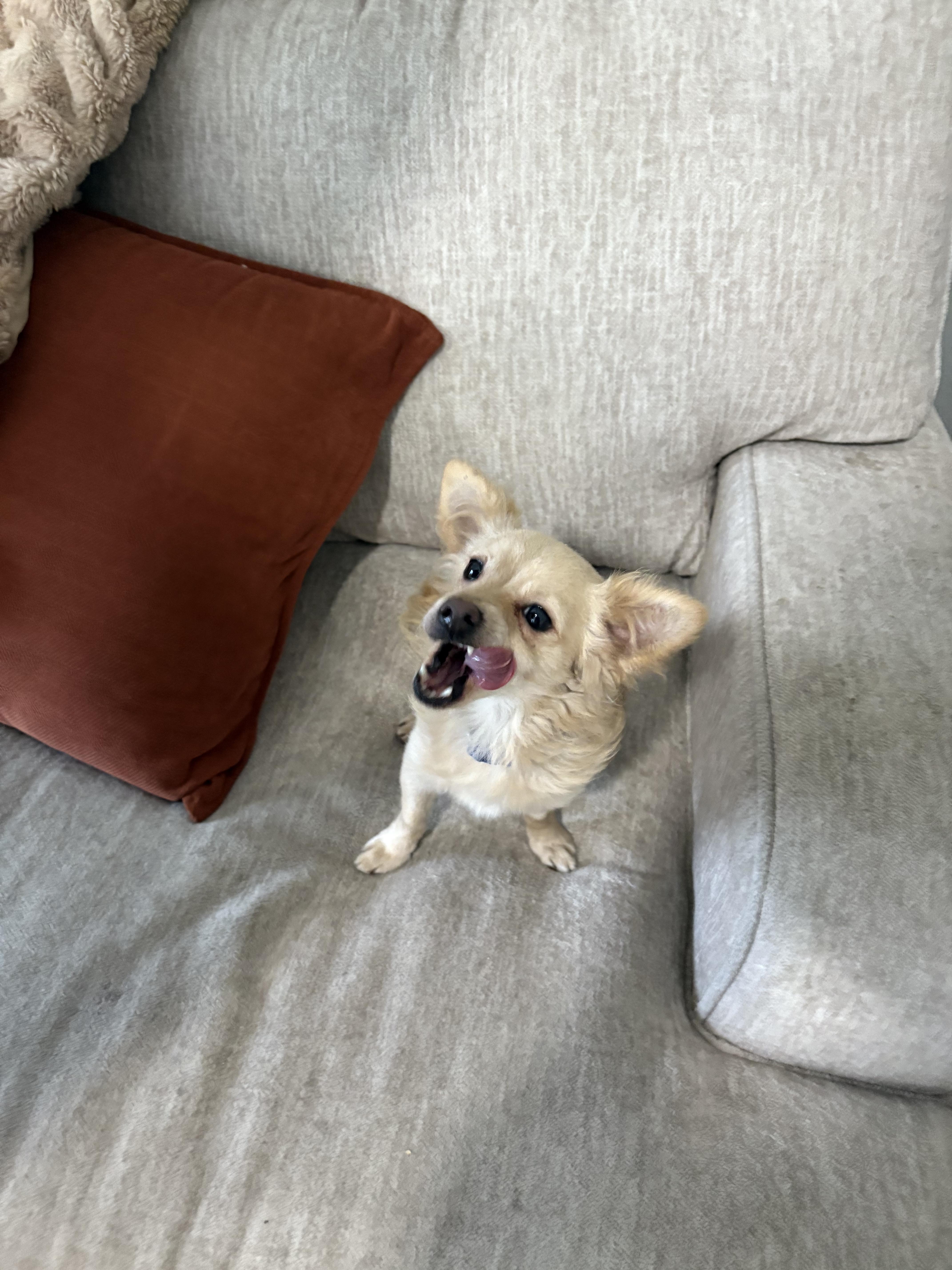 Leo is available for adoption