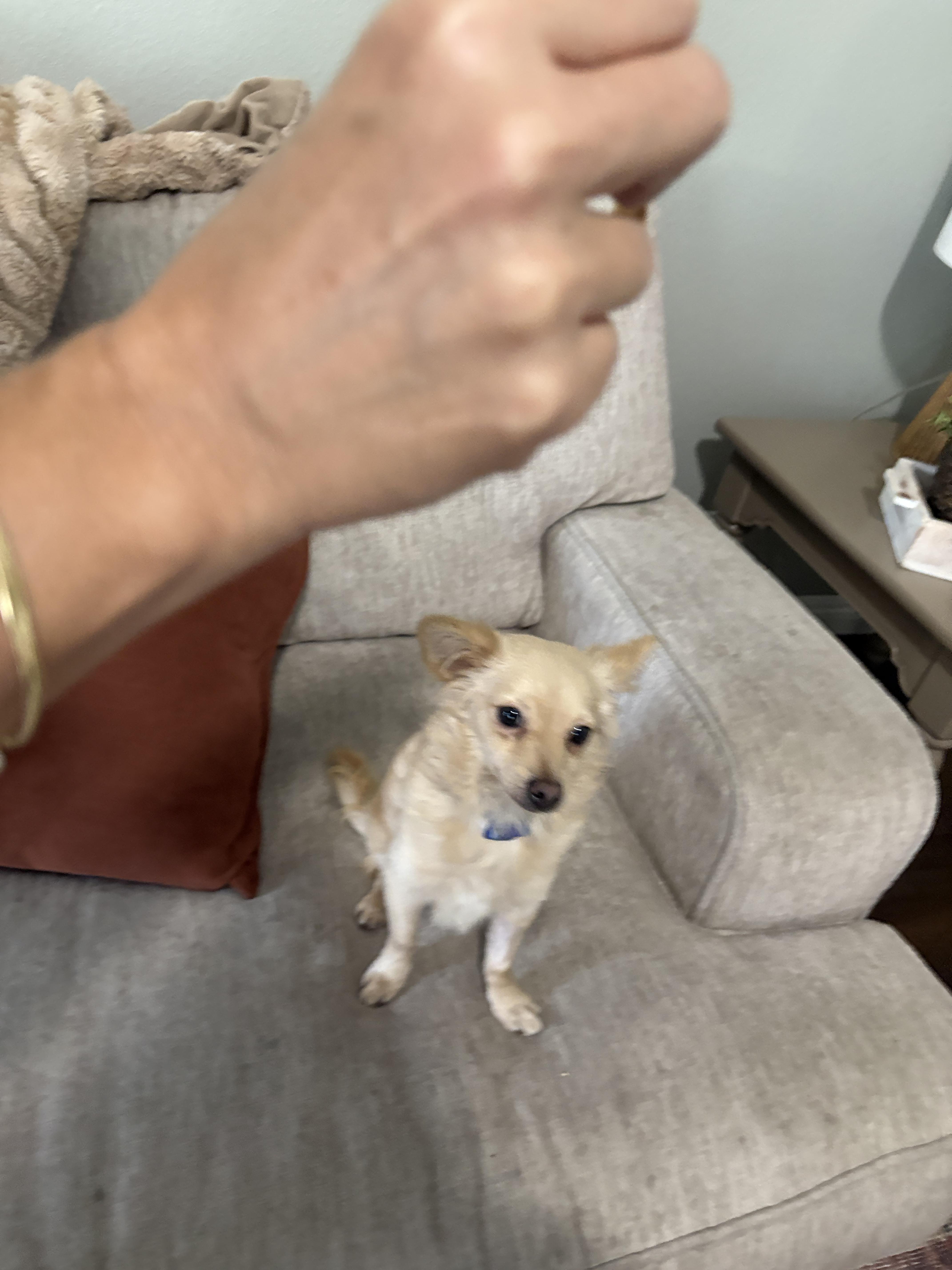 Leo is available for adoption