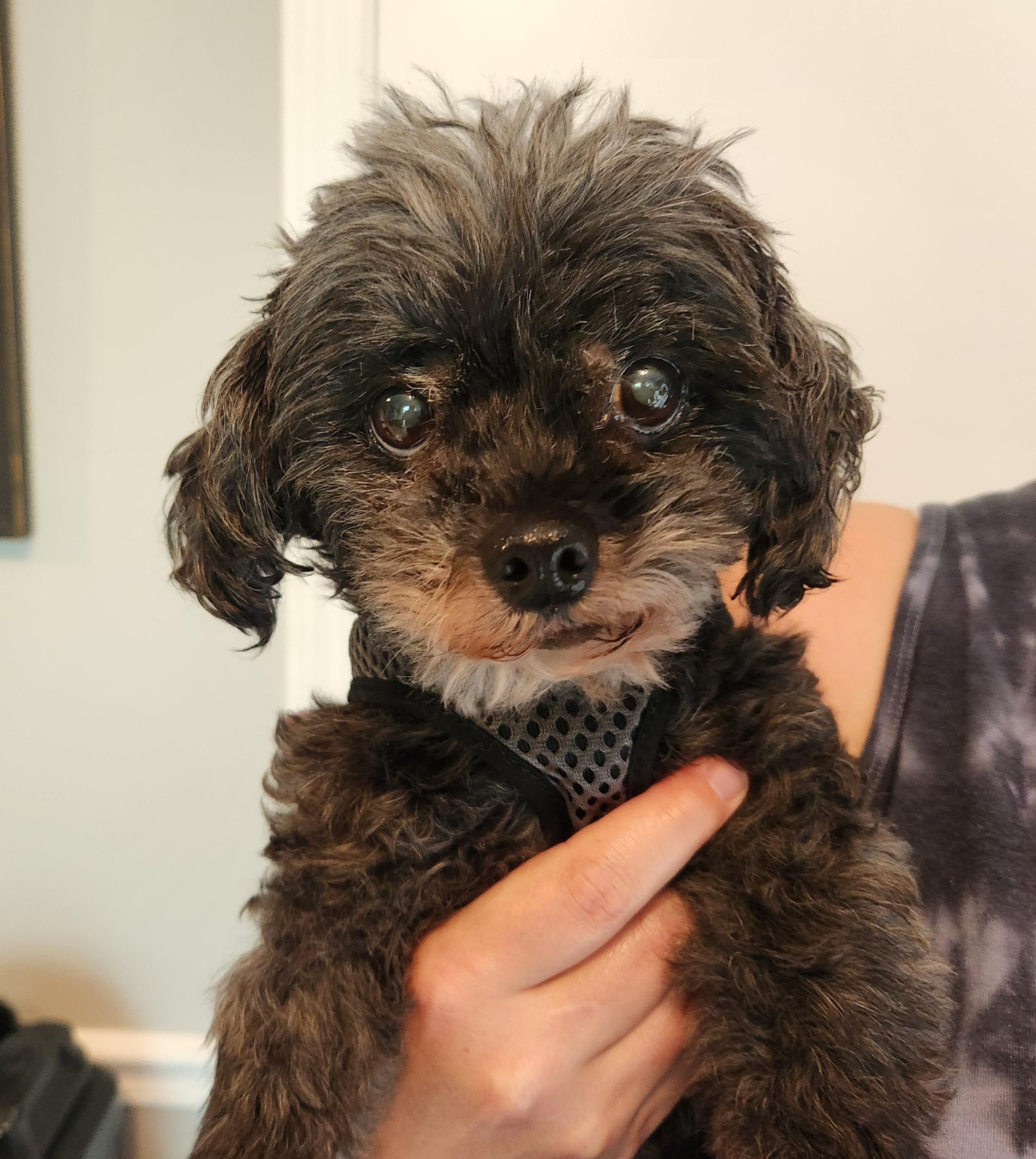 Frannie, adoptable, Senior Female Shih Tzu & Mixed Breed.