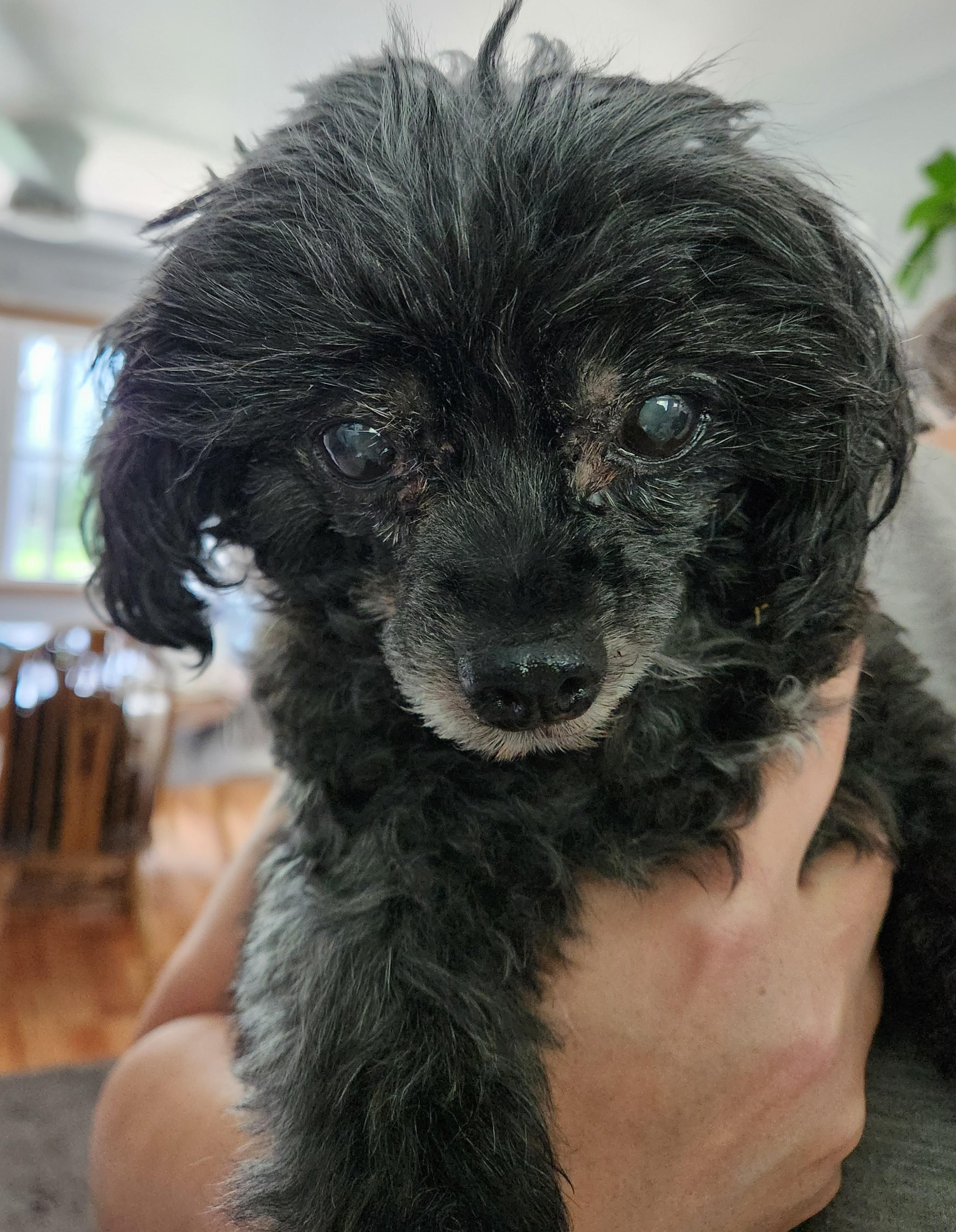 Enlarge Frannie, an adoptable mixed breed in Palatine, IL image 2/4