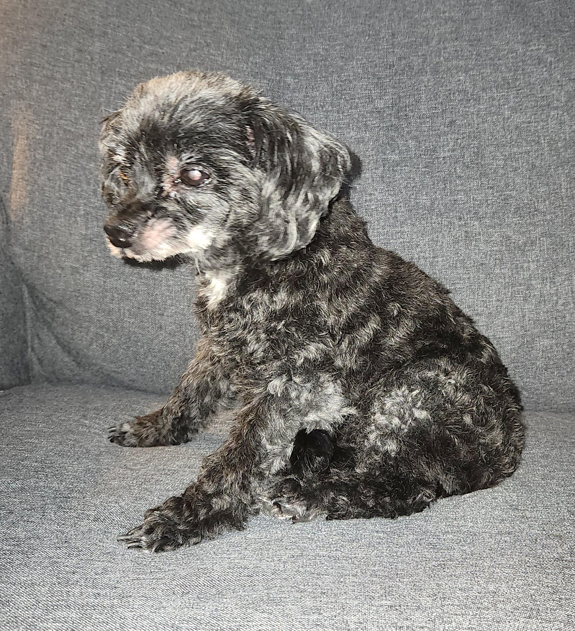 Enlarge Frannie, an adoptable mixed breed in Palatine, IL image 4/4
