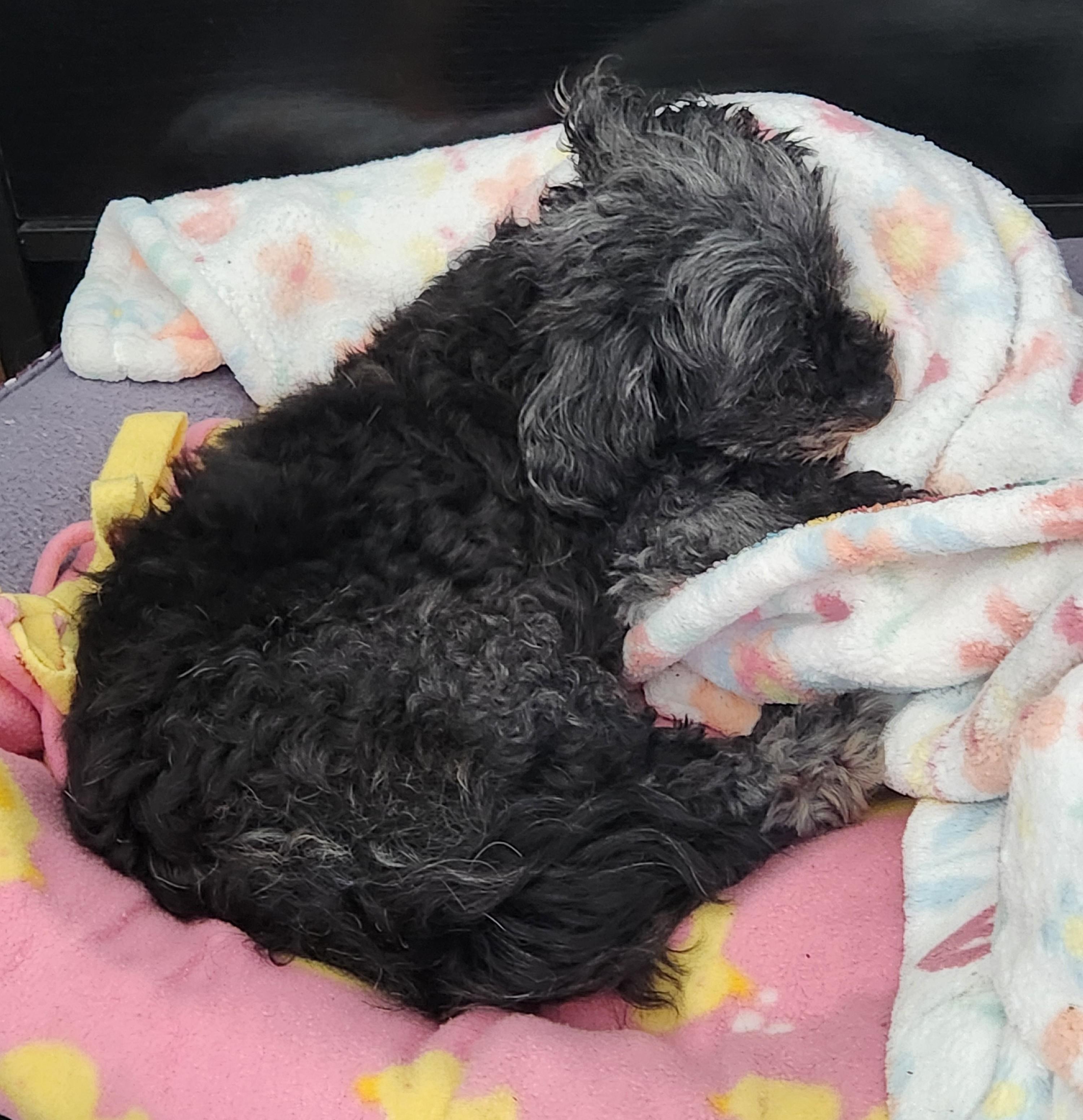 Enlarge Frannie, an adoptable mixed breed in Palatine, IL image 3/4