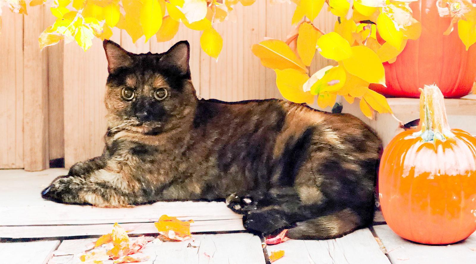 Baby Cat, Adoptable, Adult Female Domestic Short Hair.