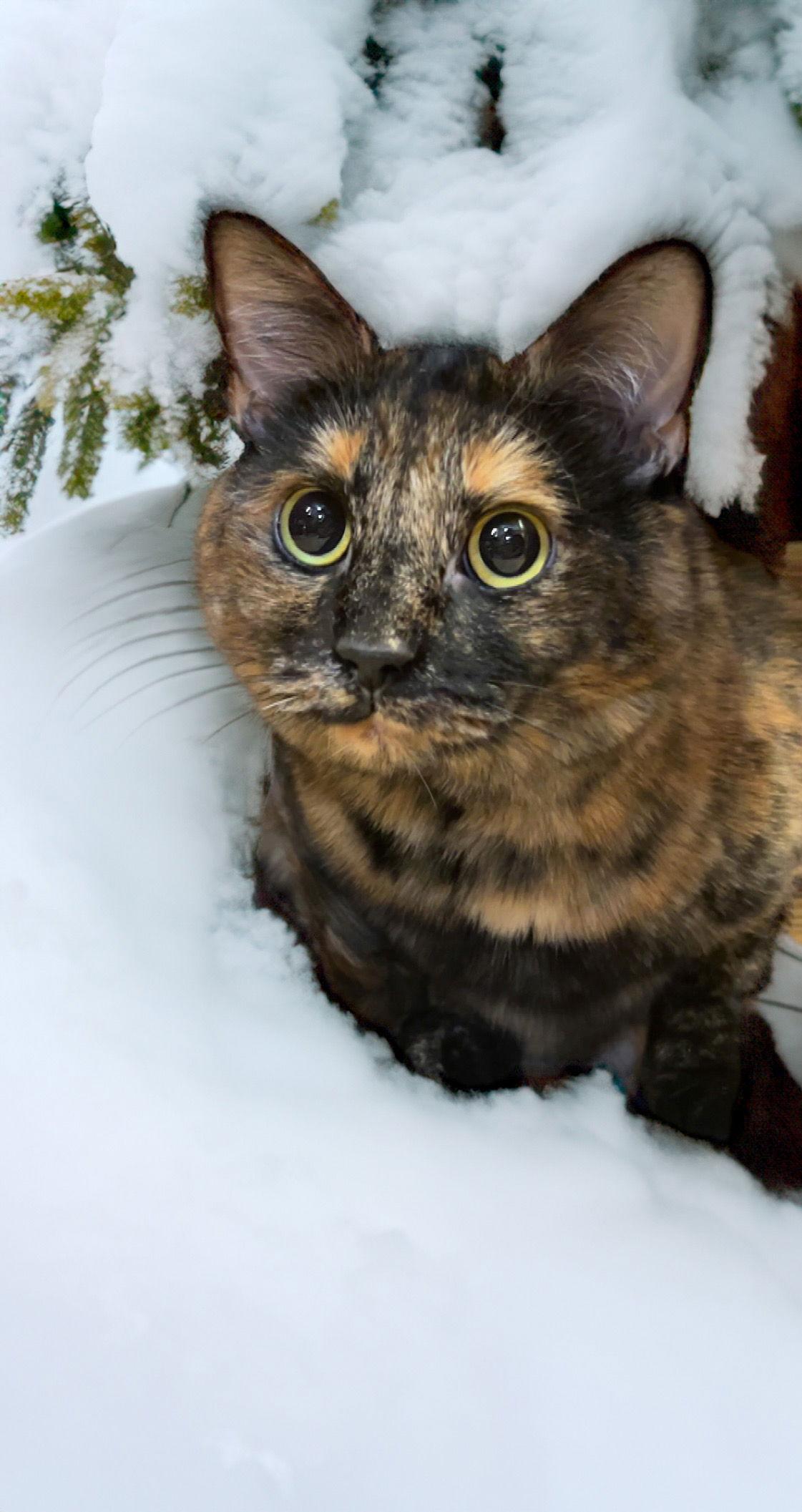 Baby Cat, a Adoptable Domestic Short Hair in Chandler, AZ image 2/3