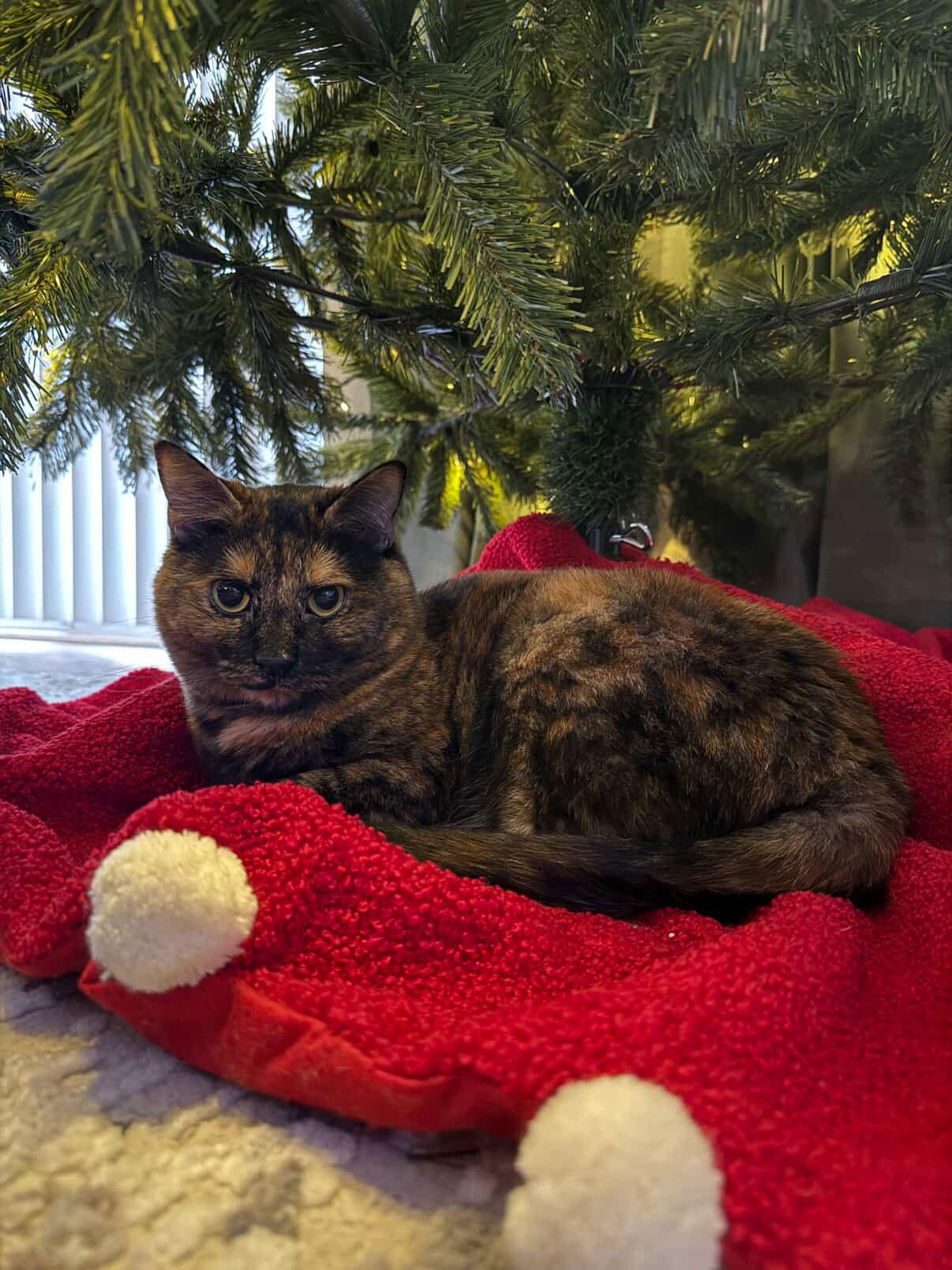 Baby Cat, a Adoptable Domestic Short Hair in Chandler, AZ image 3/3