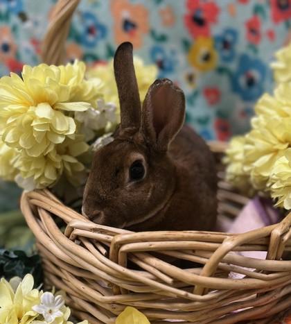 Grace, Adoptable, Young Female Mini Rex.