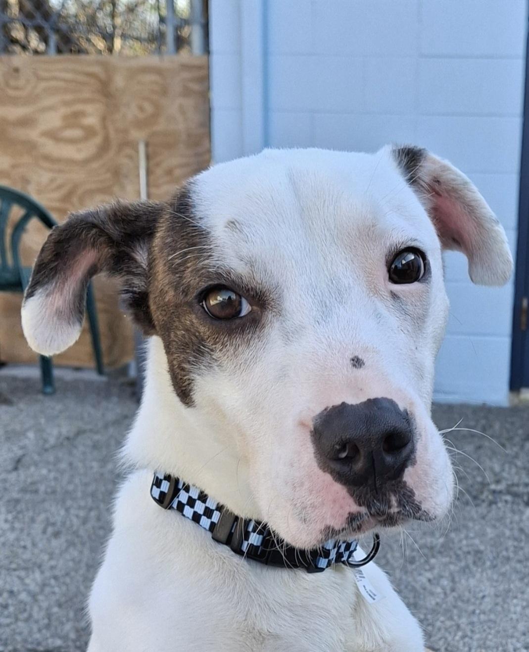 Watson, a ADOPTABLE mixed breed in Cincinnati, OH image 3/6