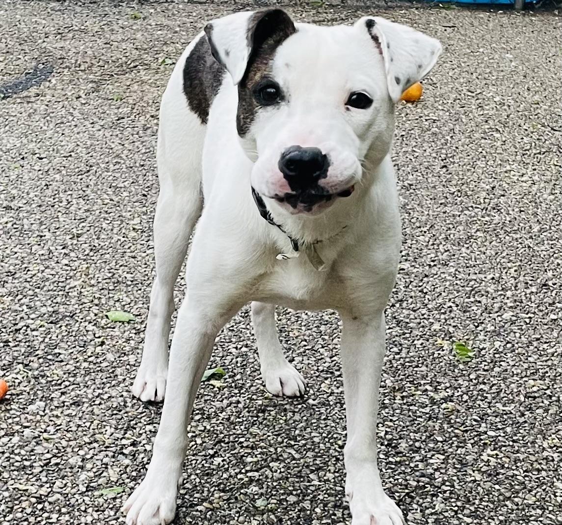 Watson, a ADOPTABLE mixed breed in Cincinnati, OH image 1/6
