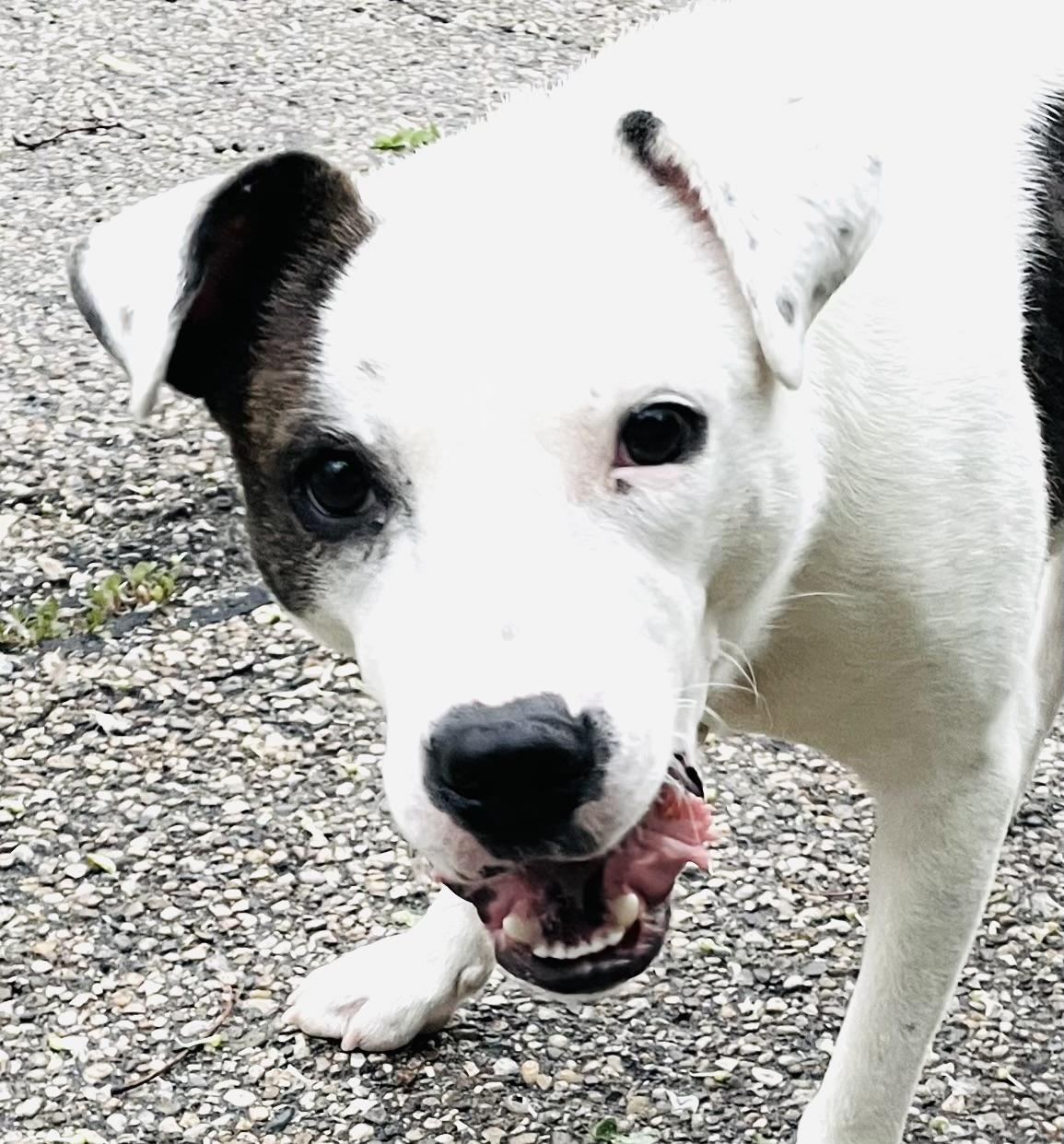 Watson, a ADOPTABLE mixed breed in Cincinnati, OH image 6/6