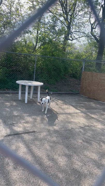 Enlarge Watson, a ADOPTABLE mixed breed in Cincinnati, OH video 5/6