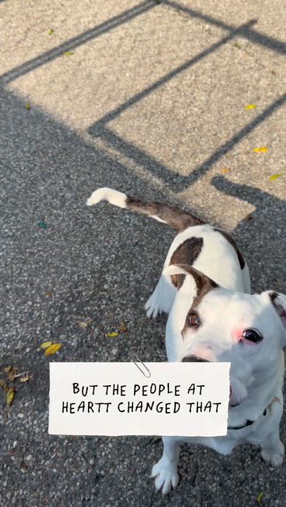 Enlarge Watson, a ADOPTABLE mixed breed in Cincinnati, OH video 2/6