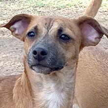 Enlarge Jeremy, a Adoptable mixed breed in Phoenix, AZ image 4/5