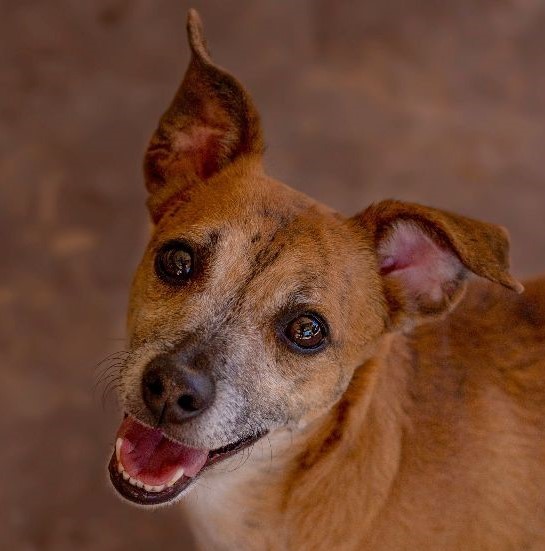 Enlarge Jeremy, a Adoptable mixed breed in Phoenix, AZ image 1/5