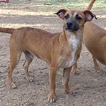 Enlarge Jeremy, a Adoptable mixed breed in Phoenix, AZ image 5/5