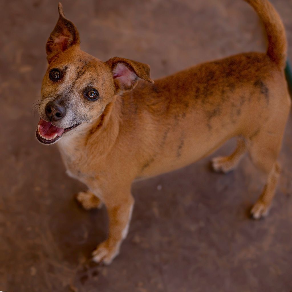 Enlarge Jeremy, a Adoptable mixed breed in Phoenix, AZ image 3/5