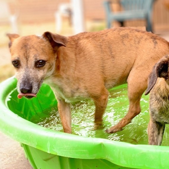 Enlarge Jeremy, a Adoptable mixed breed in Phoenix, AZ image 2/5