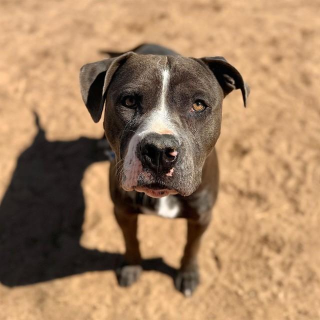 MILO, Adoptable, Young Male American Staffordshire Terrier.