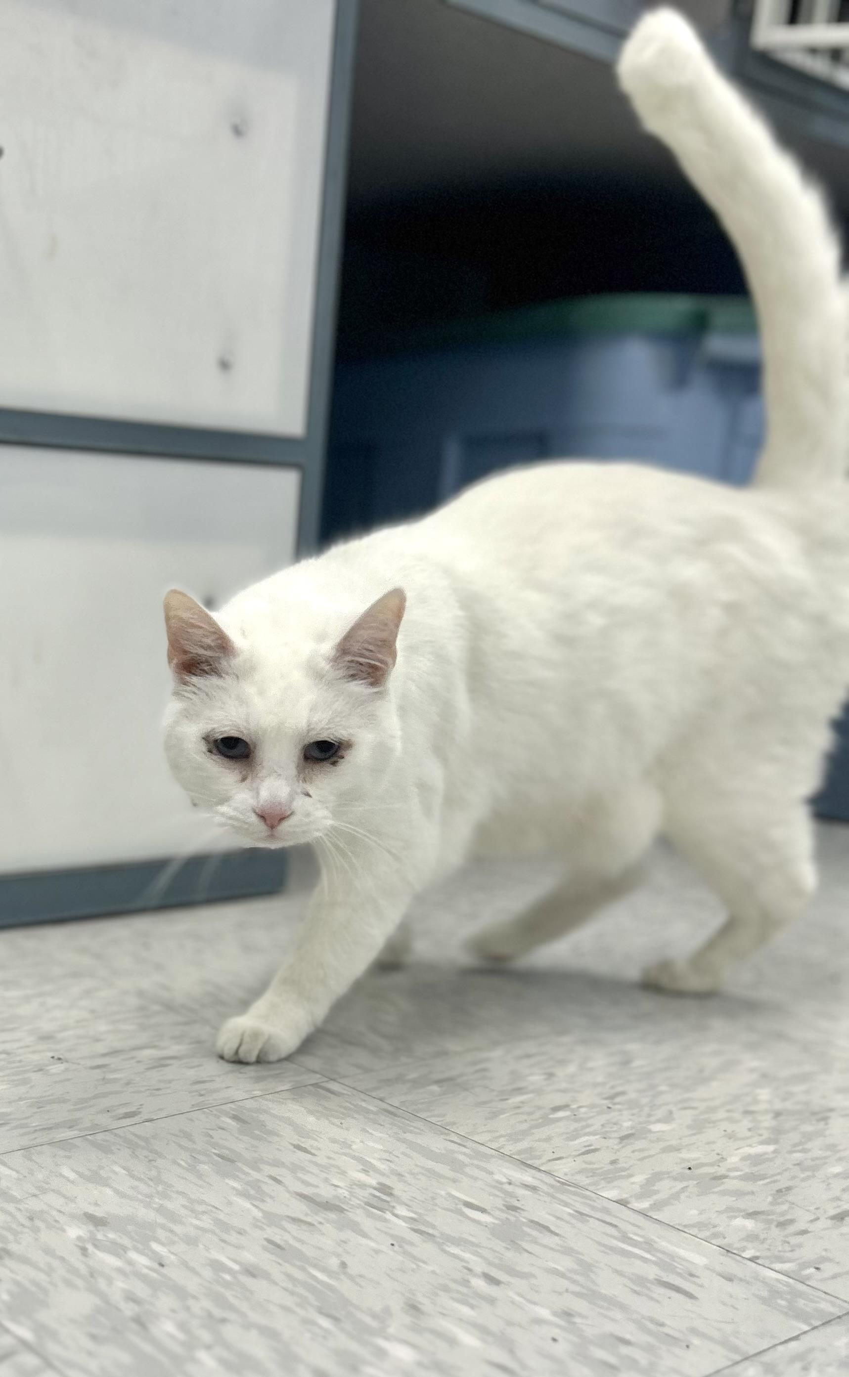 Enlarge Ozzy, a ADOPTABLE Domestic Short Hair in Bardstown, KY image 1/2