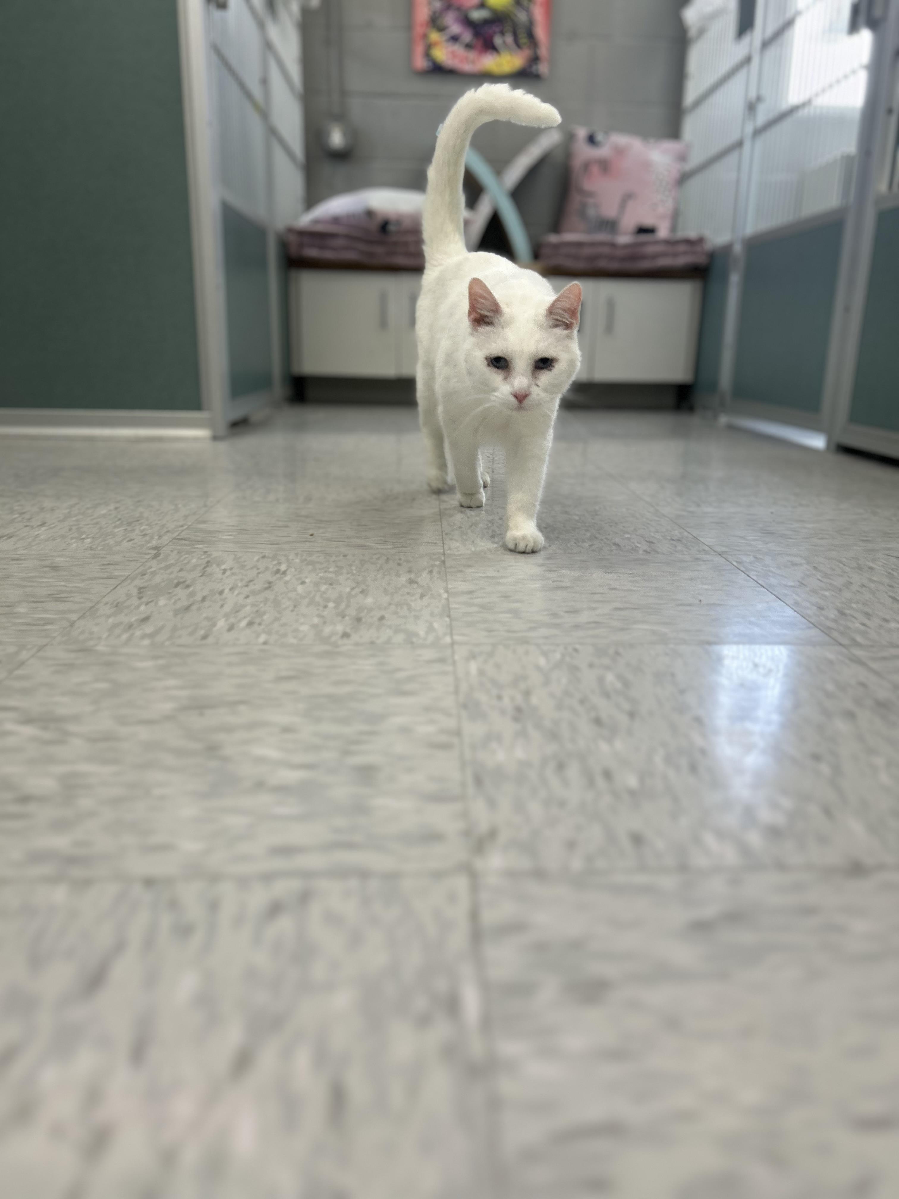 Enlarge Ozzy, a ADOPTABLE Domestic Short Hair in Bardstown, KY image 2/2