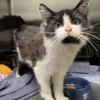 Enlarge Vuitton, a Adoptable Domestic Long Hair in Lincoln, MI image 1/1