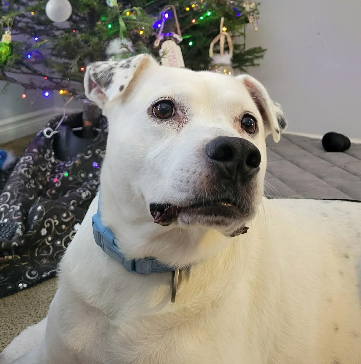 Jimmy, Adoptable, Adult Male Boxer.