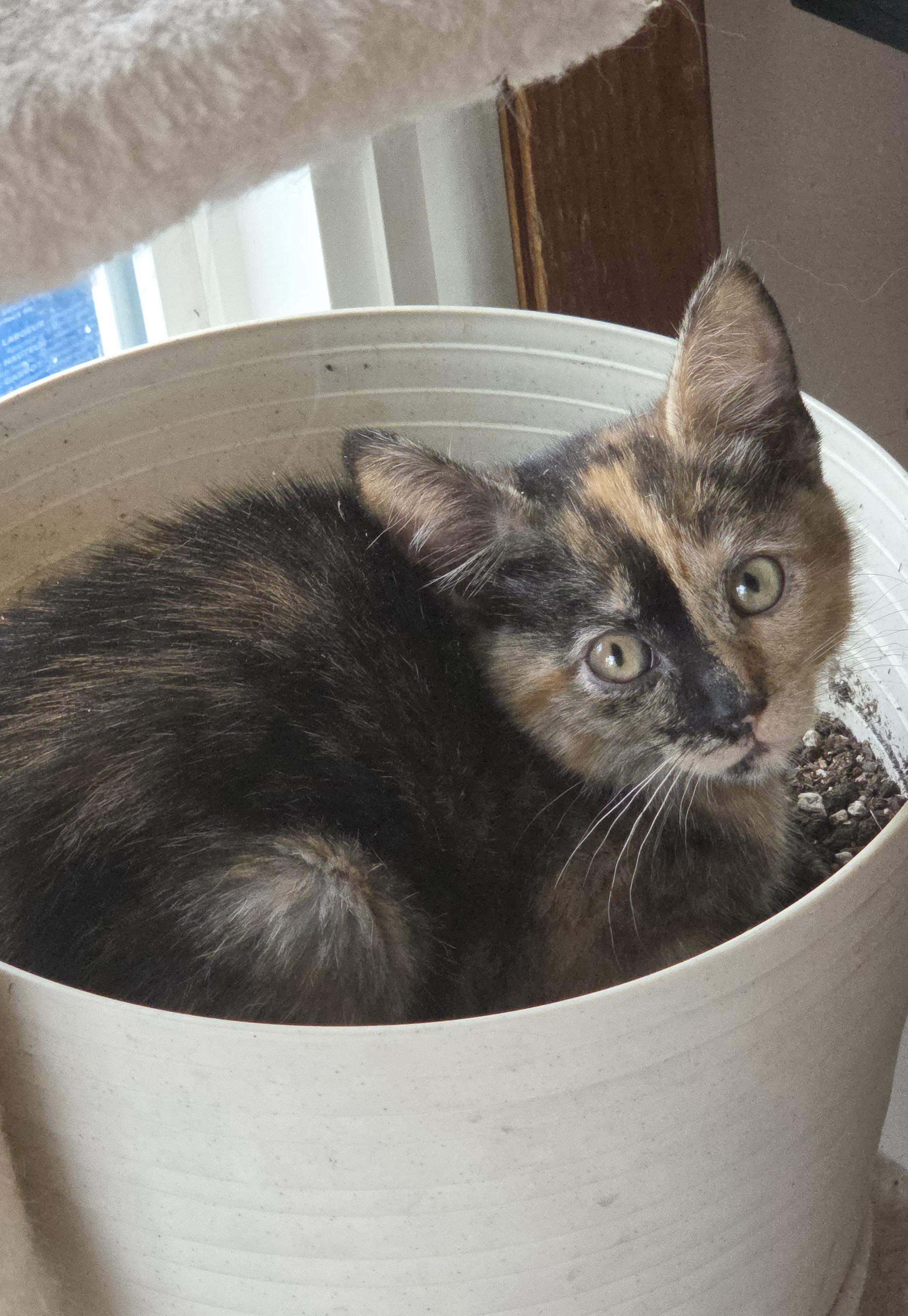 WILLOW, a ADOPTABLE mixed breed in Harrison, MI image 2/2
