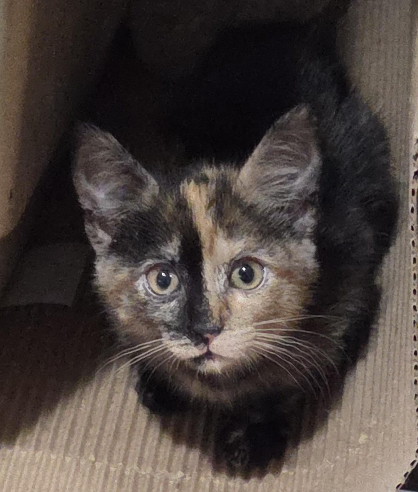 WILLOW, ADOPTABLE, Kitten Female Domestic Short Hair.