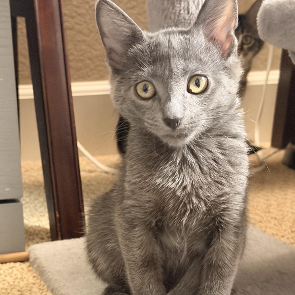 Linus, Adoptable, Kitten Male Domestic Medium Hair.