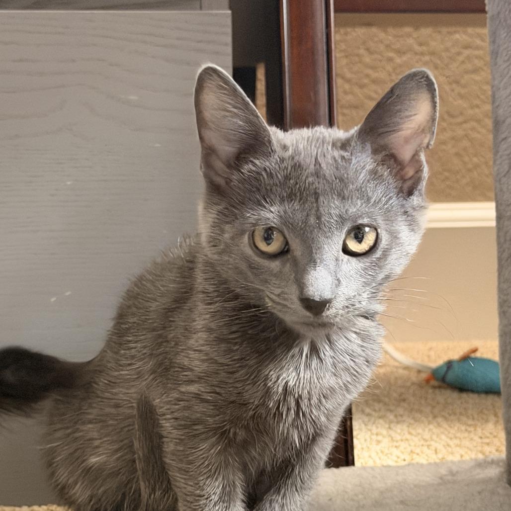 Linus, a Adoptable Domestic Medium Hair in Pleasanton, CA image 2/6