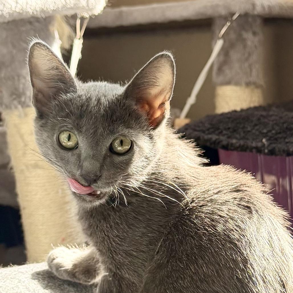 Linus, a Adoptable Domestic Medium Hair in Pleasanton, CA image 4/6
