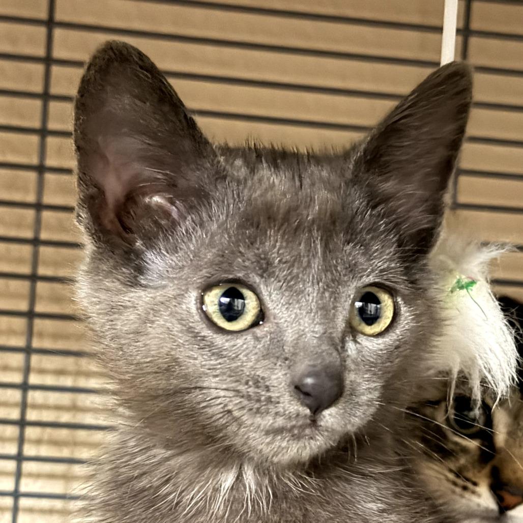 Linus, a Adoptable Domestic Medium Hair in Pleasanton, CA image 5/6