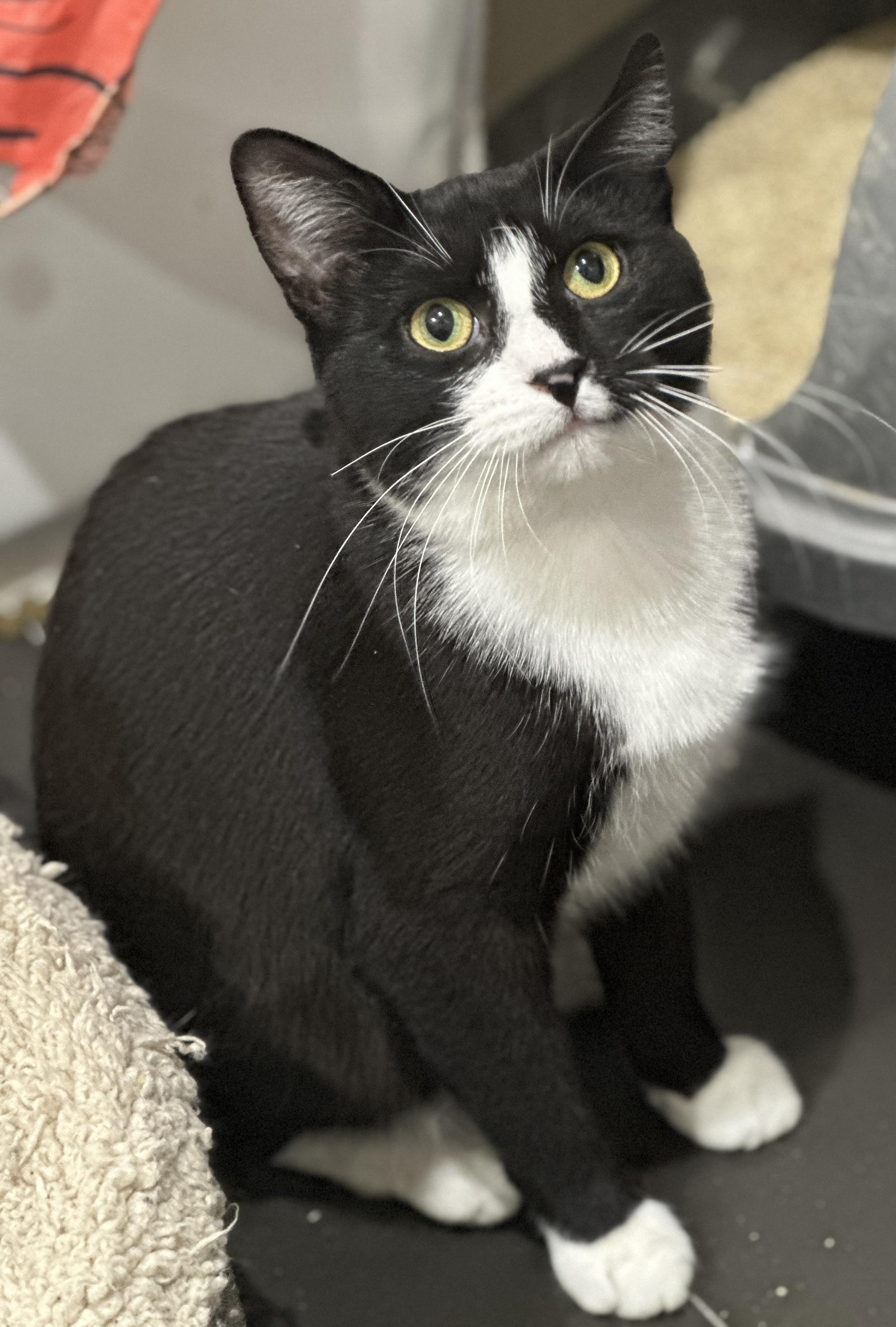 Popcorn, Adoptable, Young Female Domestic Short Hair.