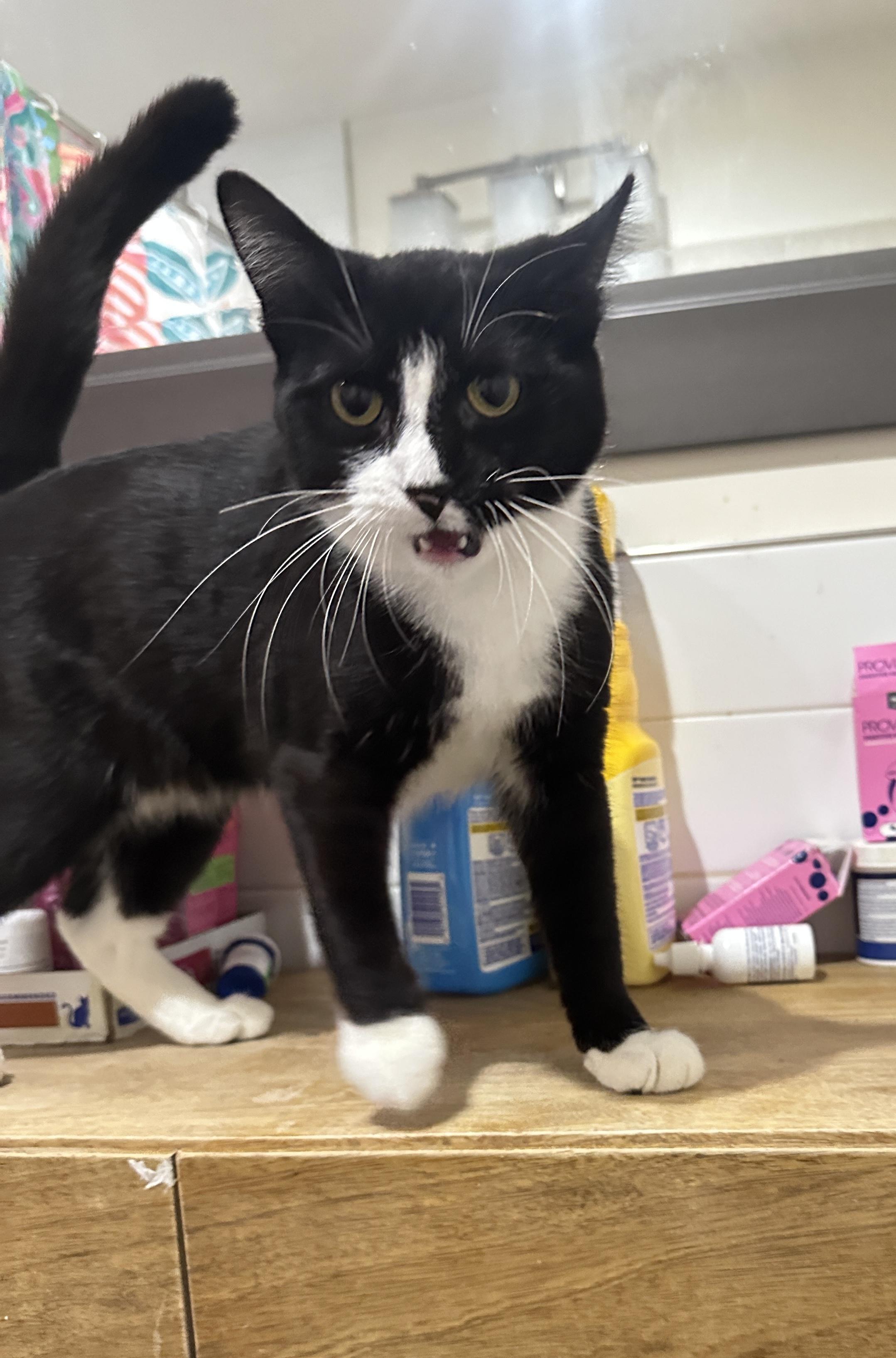 Popcorn, a Adoptable Domestic Short Hair in Kings Park, NY image 3/3