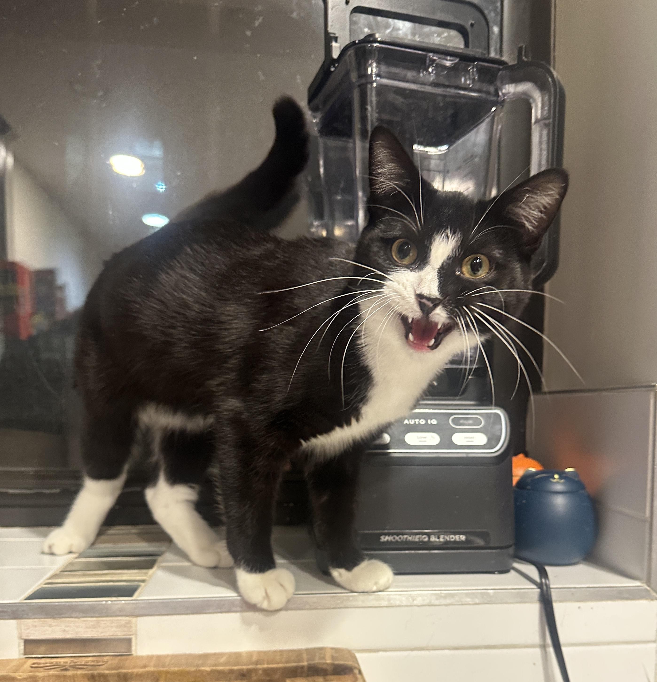 Enlarge Popcorn, a ADOPTABLE Domestic Short Hair in New York, NY image 1/3