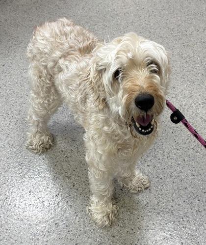 Betty White thumbnail 3