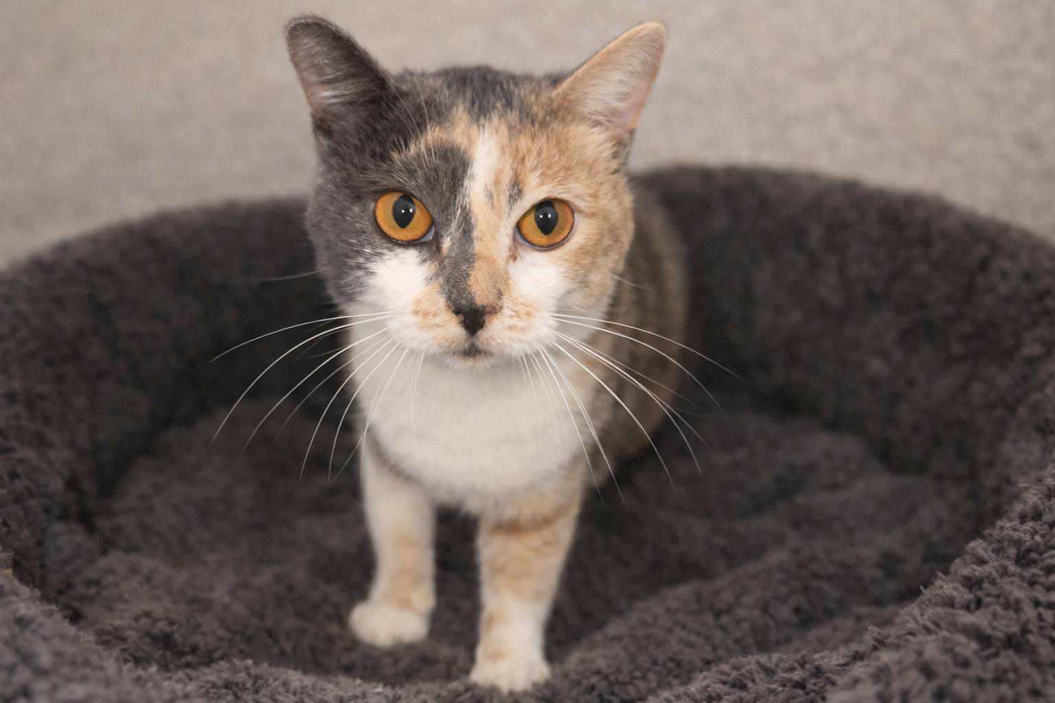 Enlarge Penelope, a Adopted Domestic Short Hair in Rio Linda, CA image 1/2