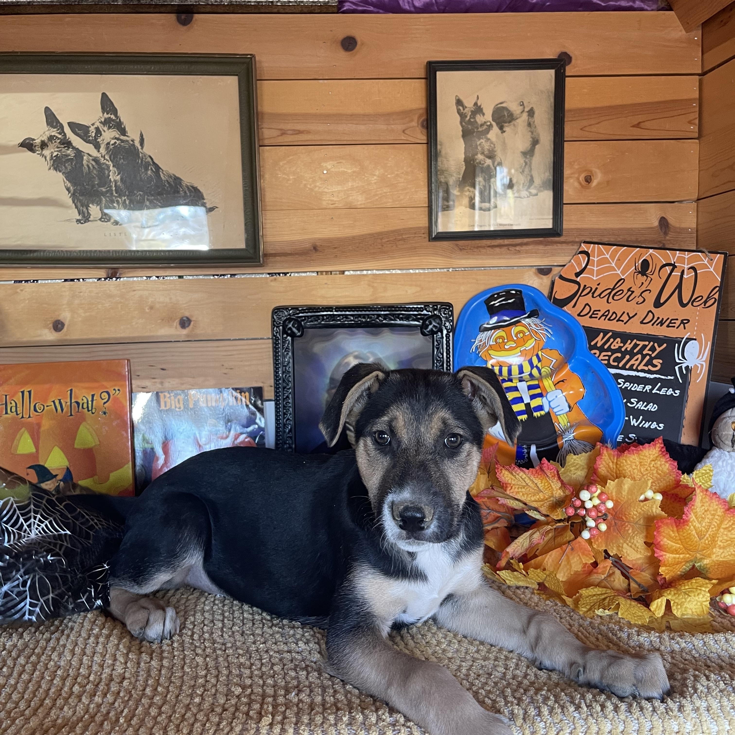 Enlarge Jenny, a Adopted mixed breed in Vacaville, CA image 2/6