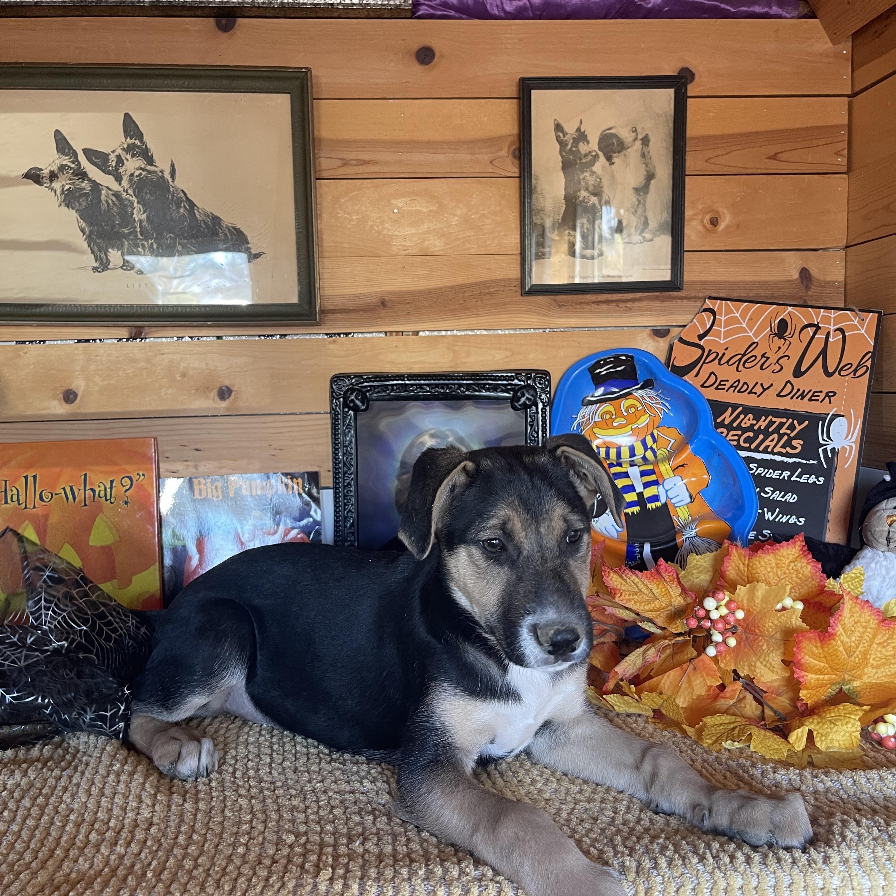 Enlarge Jenny, a Adopted mixed breed in Vacaville, CA image 6/6