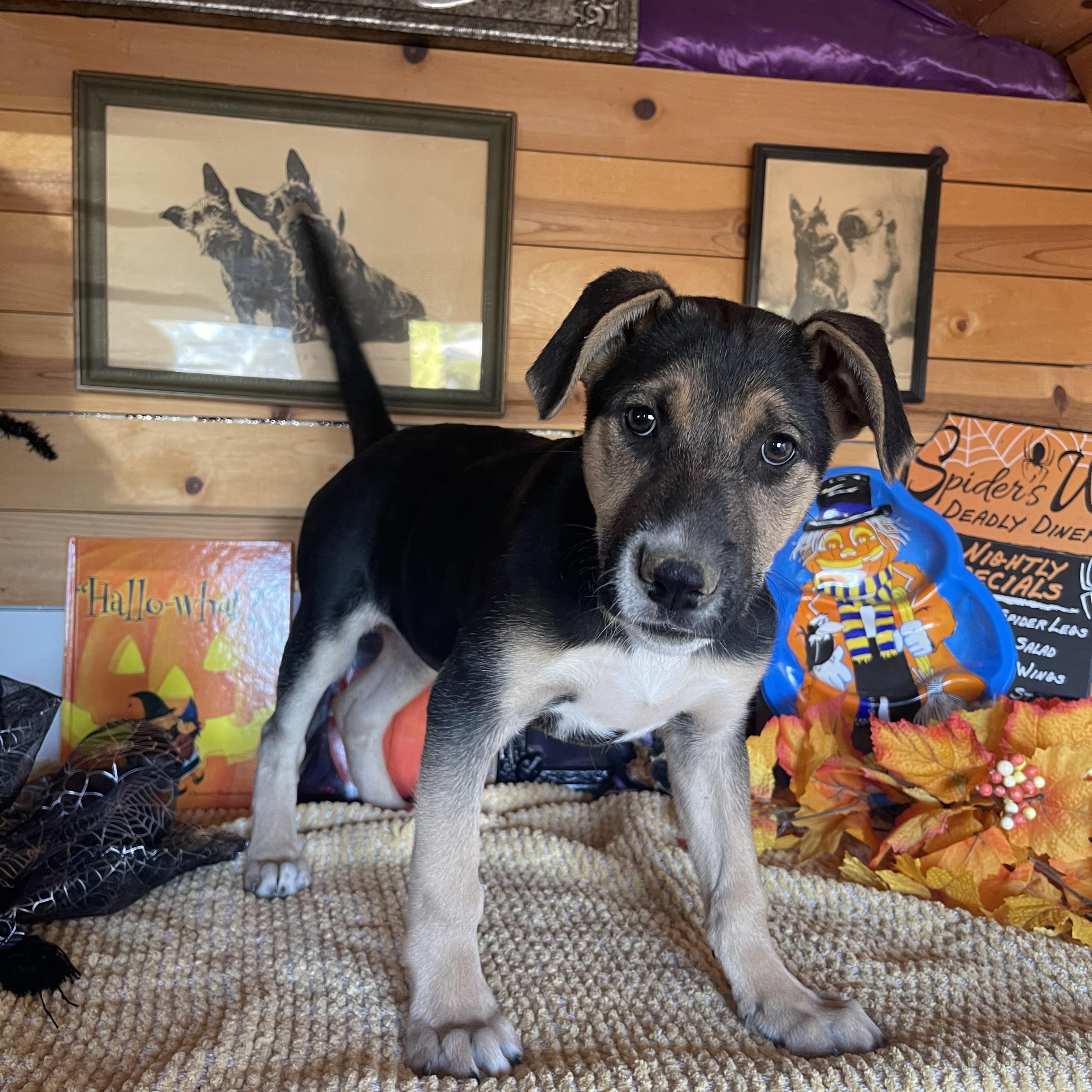 Enlarge Jenny, a Adopted mixed breed in Vacaville, CA image 4/6