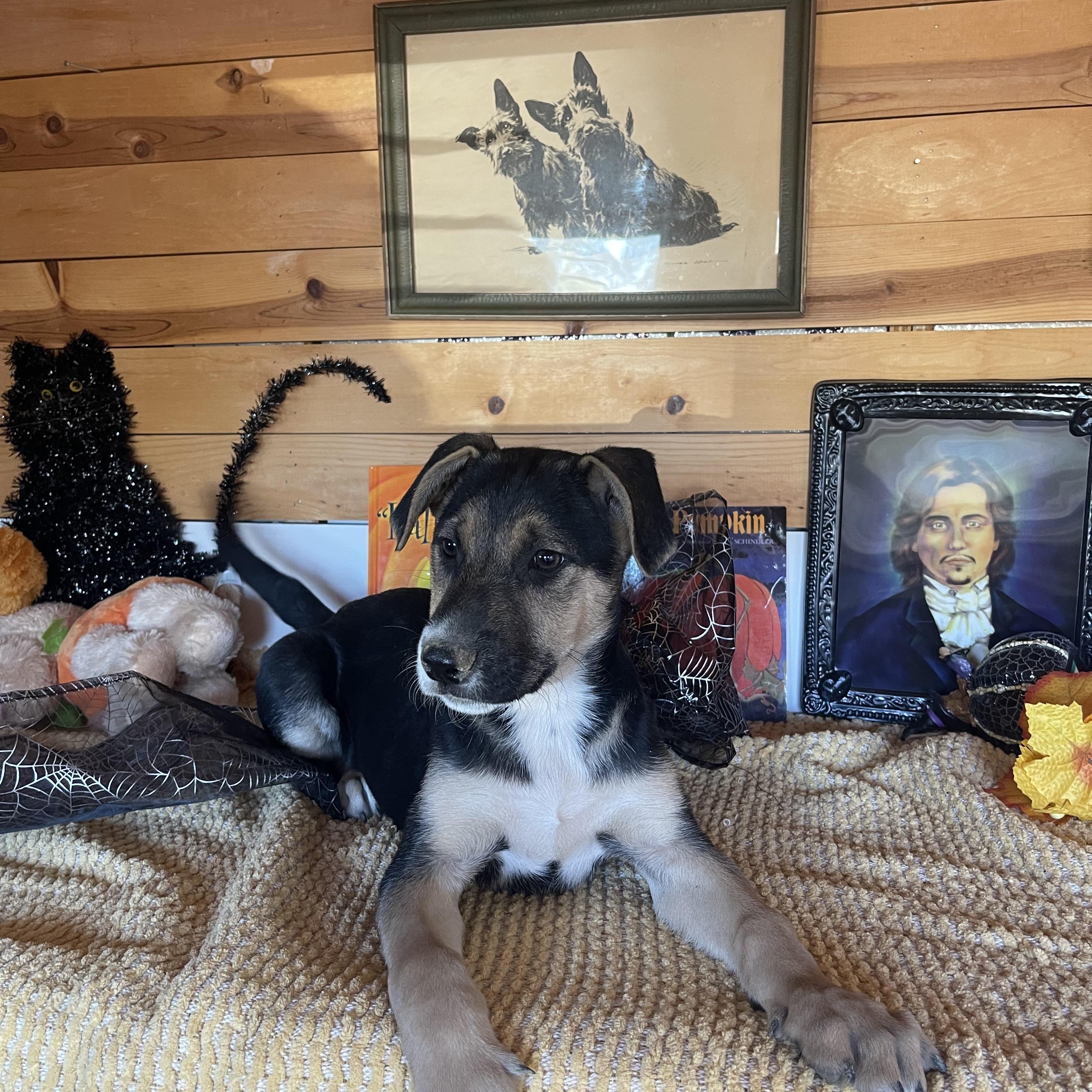 Enlarge Jenny, a Adopted mixed breed in Vacaville, CA image 1/6