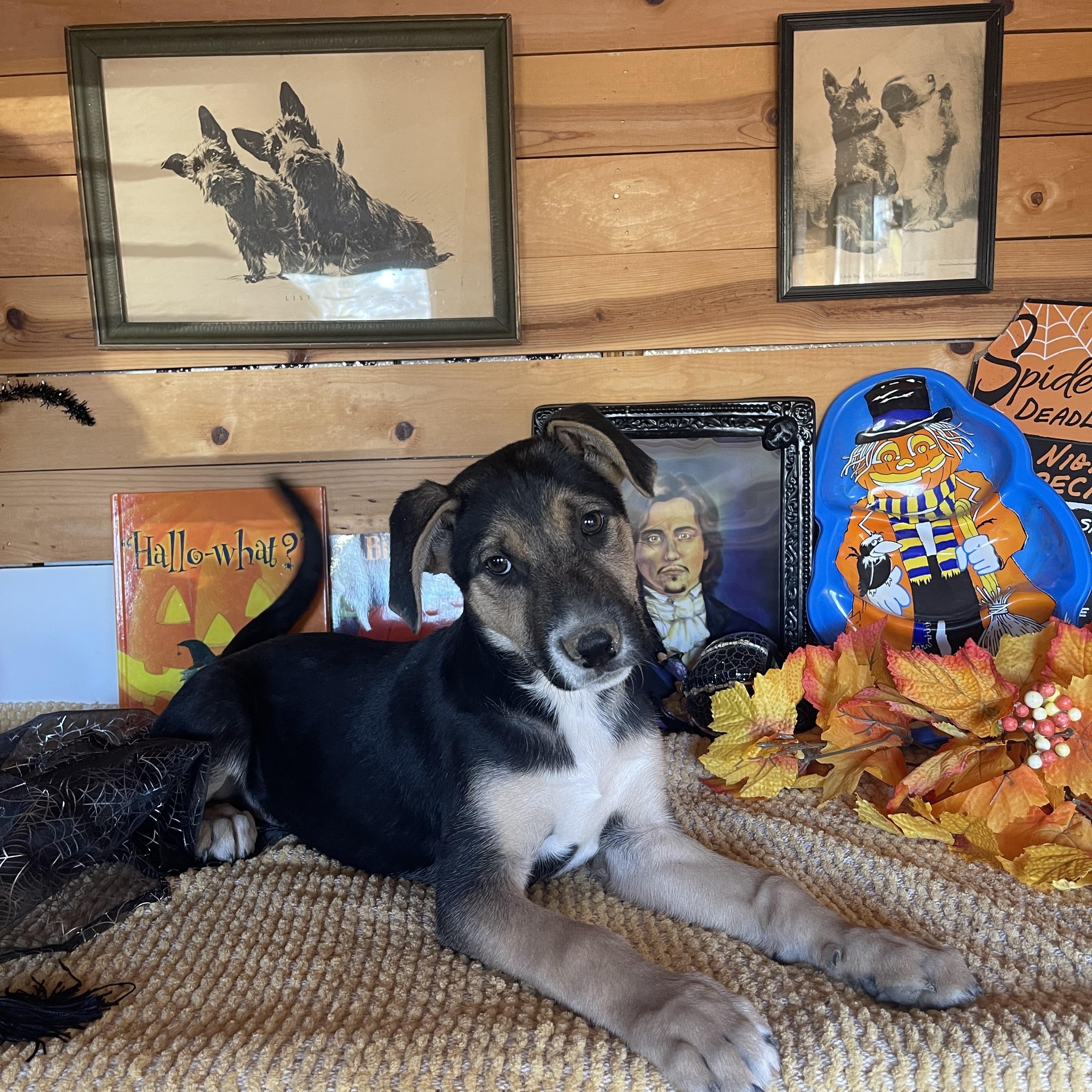 Enlarge Jenny, a Adopted mixed breed in Vacaville, CA image 5/6