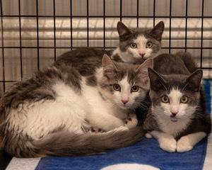 Willie Walnuts, Adoptable, Kitten Male Domestic Short Hair.